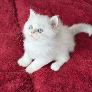 Alice...Kedimolsa Cattery