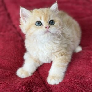 Alvin..Kedimolsa Cattery